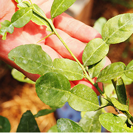 黒川みかん農園さん