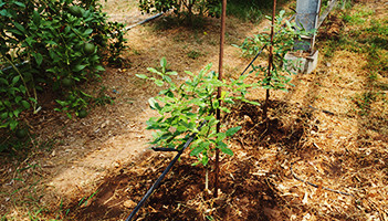 黒川みかん農園さん