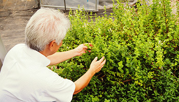 美山の小さな畑