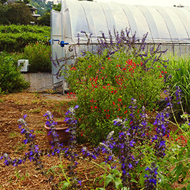 美山の小さな畑