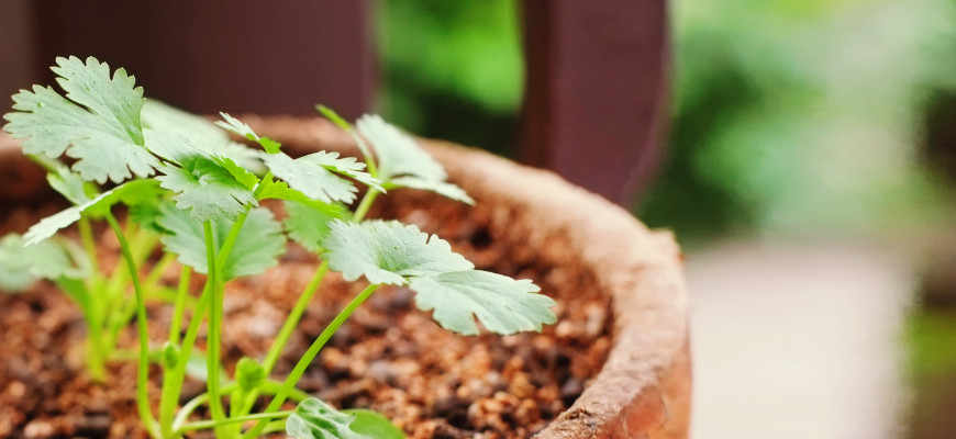 パクチーリーフ