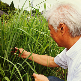 レモングラス・ティーとの出会い