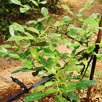 コブミカン（マックルー）