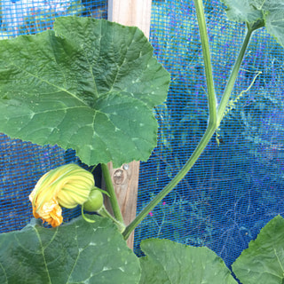 このかぼちゃはゴーヤの苗から出てきました。
