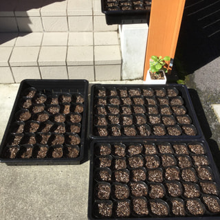 秋2回目の有機、無農薬パクチーの種を300個植えました。元気な芽がたくさん出ることを願っています。