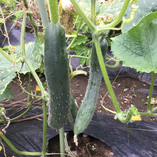 美山の畑では、大きなきゅうりができてます。