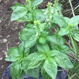 オーナーの河野さんから頂いたバジルは元気に育っています。