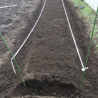 美山の畑でパクチーを地植えするために畝作りをしました。