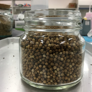 収穫したパクチーシードをテスト乾燥しました。理科実験のよう！