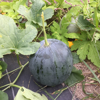 5月、美山の畑でスイカ🍉の苗を植えたら、今月スイカが初収穫出来ました。