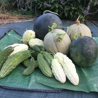 今日はお盆の入りです。畑で収穫された野菜をお供えします。