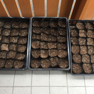 秋1回目のパクチーの種をポットに植えました。元気な芽がたくさん出てくるといいですね。